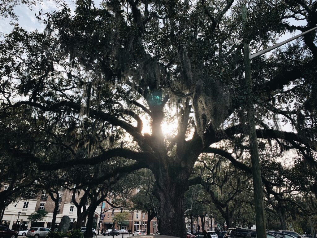 Forsyth Park
Best things to do in Savannah
Free things to do in Savannah